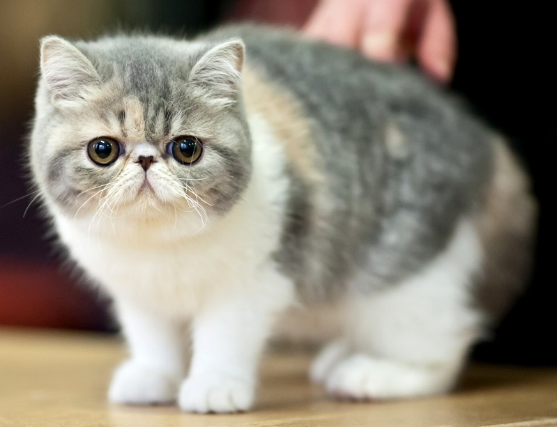 Плачут ли кошки?